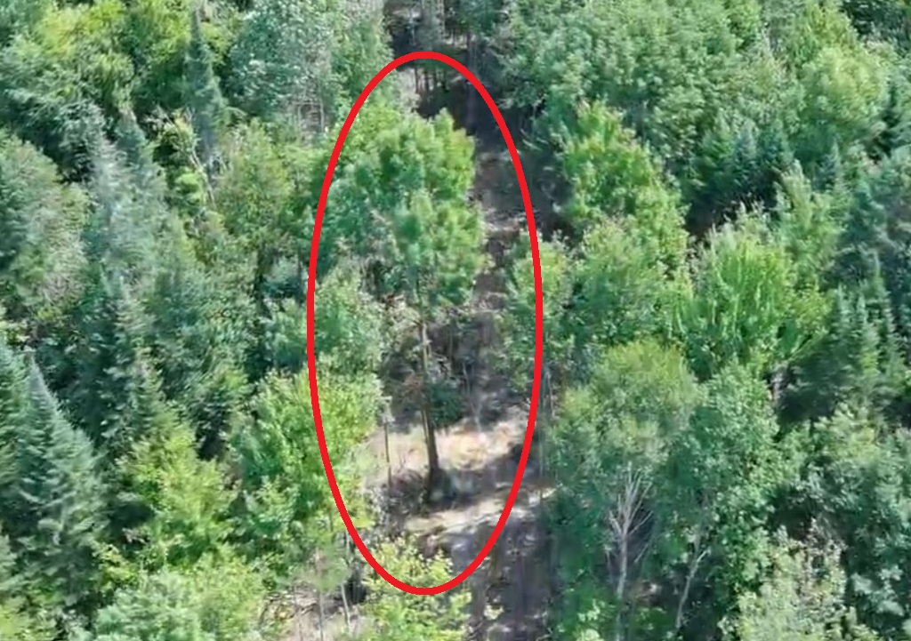 LuckyYounger's tweet photo. Whatever this tree is holding... they can keep it! https://t.co/gEeGitGZpP