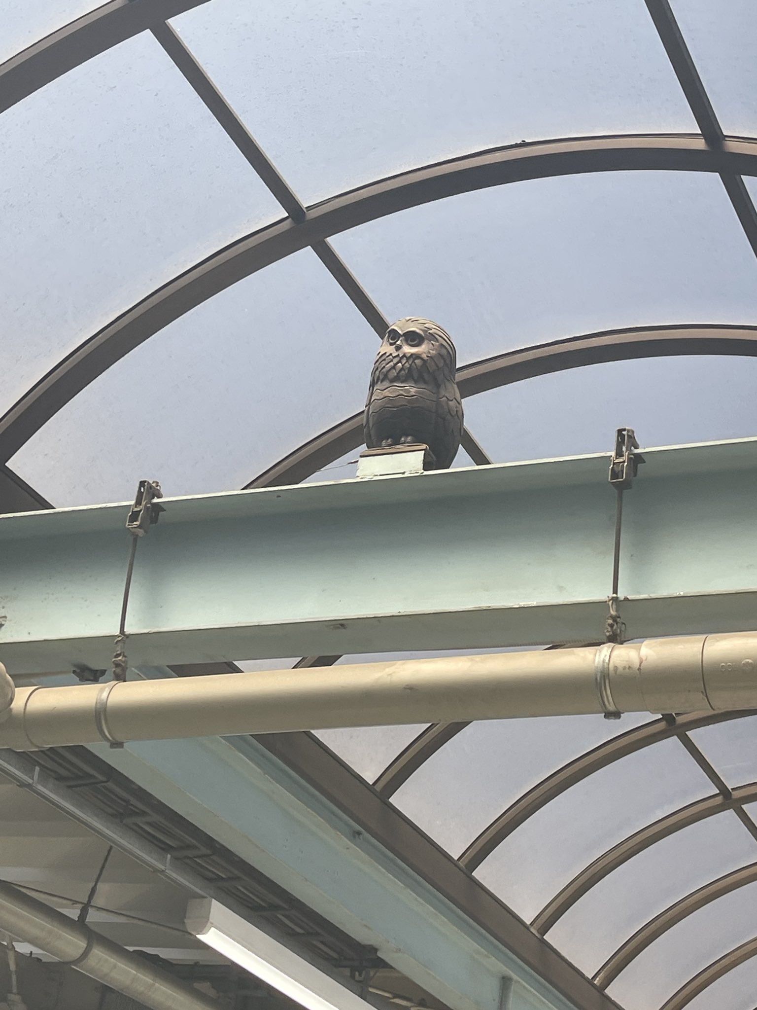 太った鳥 鳥刺し† on X: 