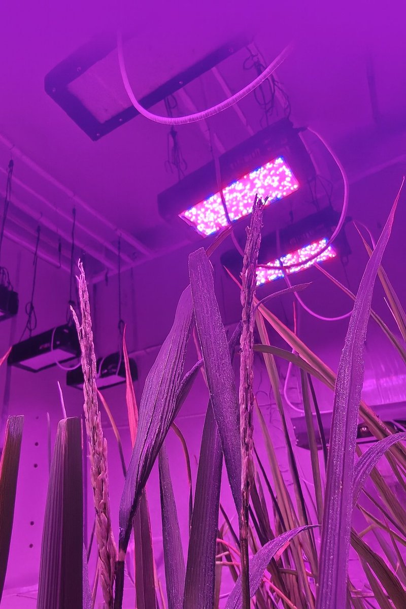 NexselT's tweet image. 🚀 Speed Breeding, Simplified!
Nexsel Glow Light = 85-day seed-to-seed 🌾🔬

🌈 Tunable Spectrum | 💡 1000 PPFD | 📏 Adjustable Height
🇮🇳 Made in India | ⚡ 1-Week Service

📩 DM to know more!
#NexselTech #GlowLight #SpeedBreeding #AgriInnovation