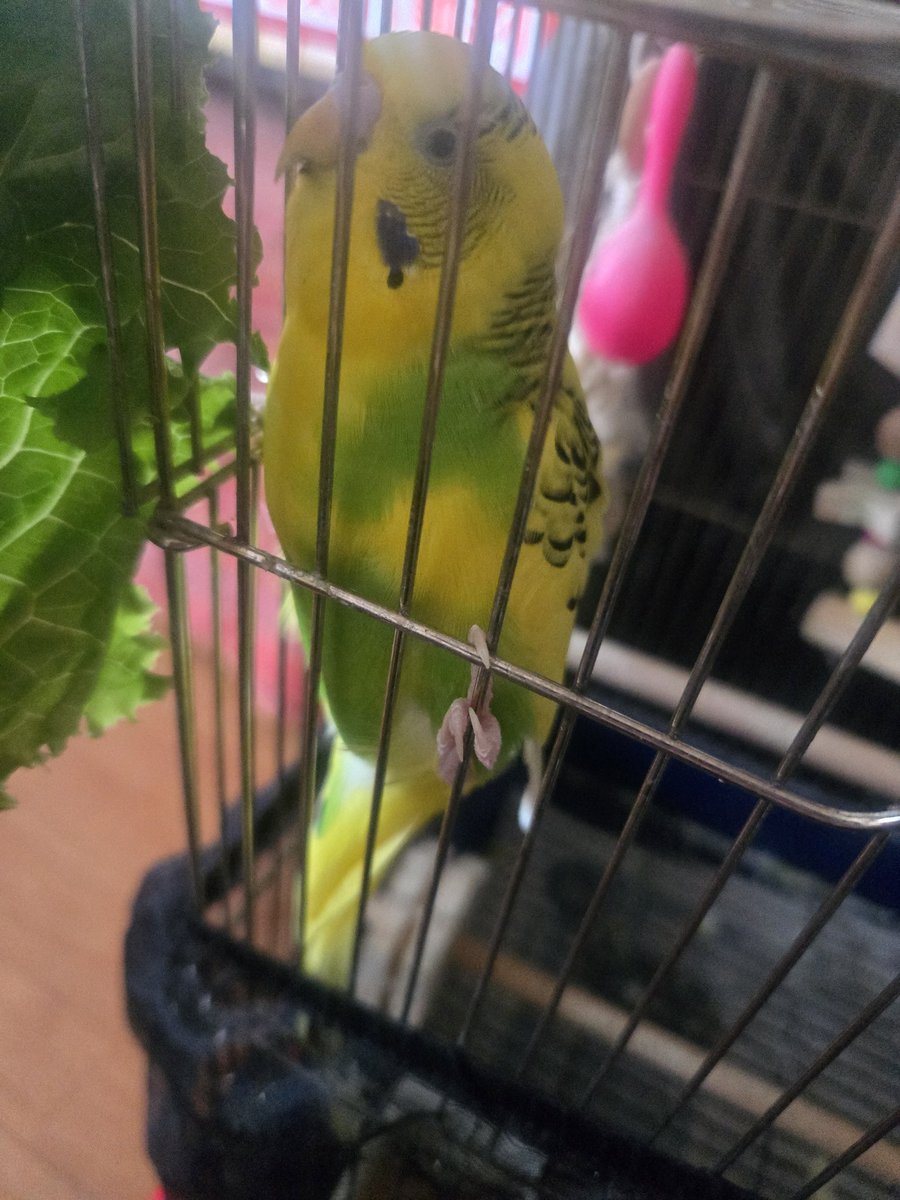 葉っぱ美味しい美味しい🌱🐥⸒⸒