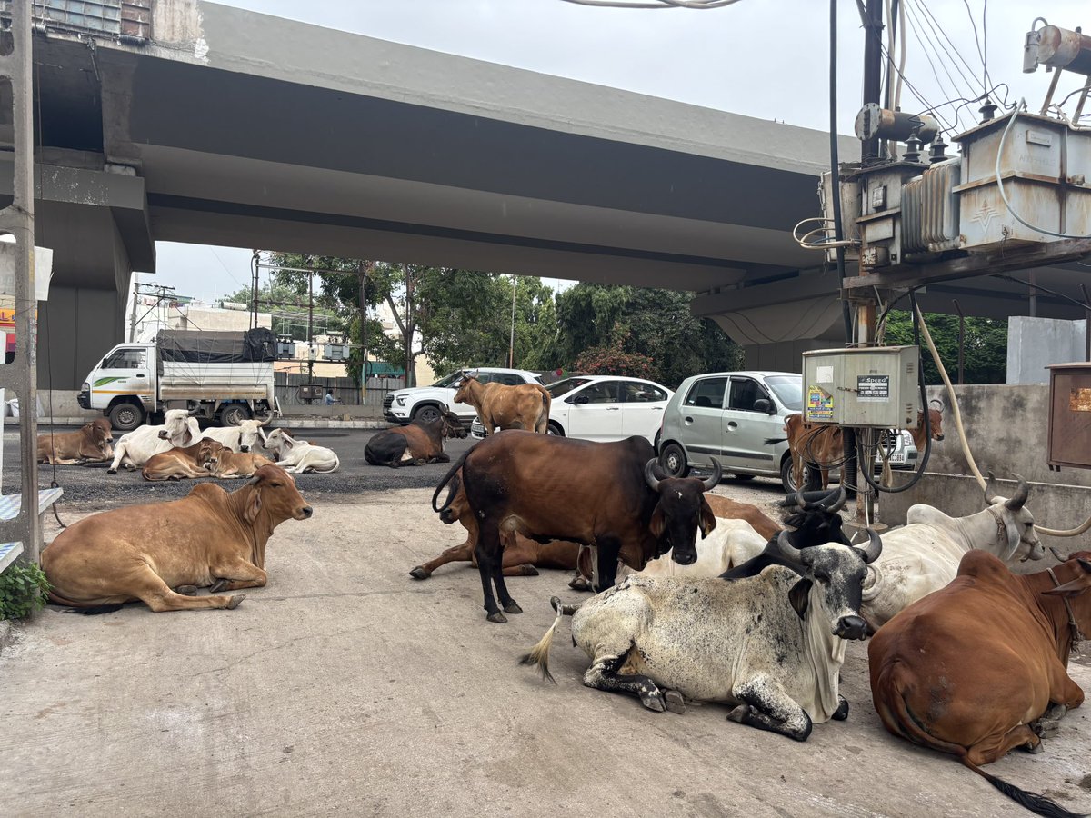 lak_nanda's tweet photo. Today morning at Indira marg near gurudwara crossroads. Do something ! 🙏@mcjamnagar @jmccommissioner https://t.co/2JNo5dqL94