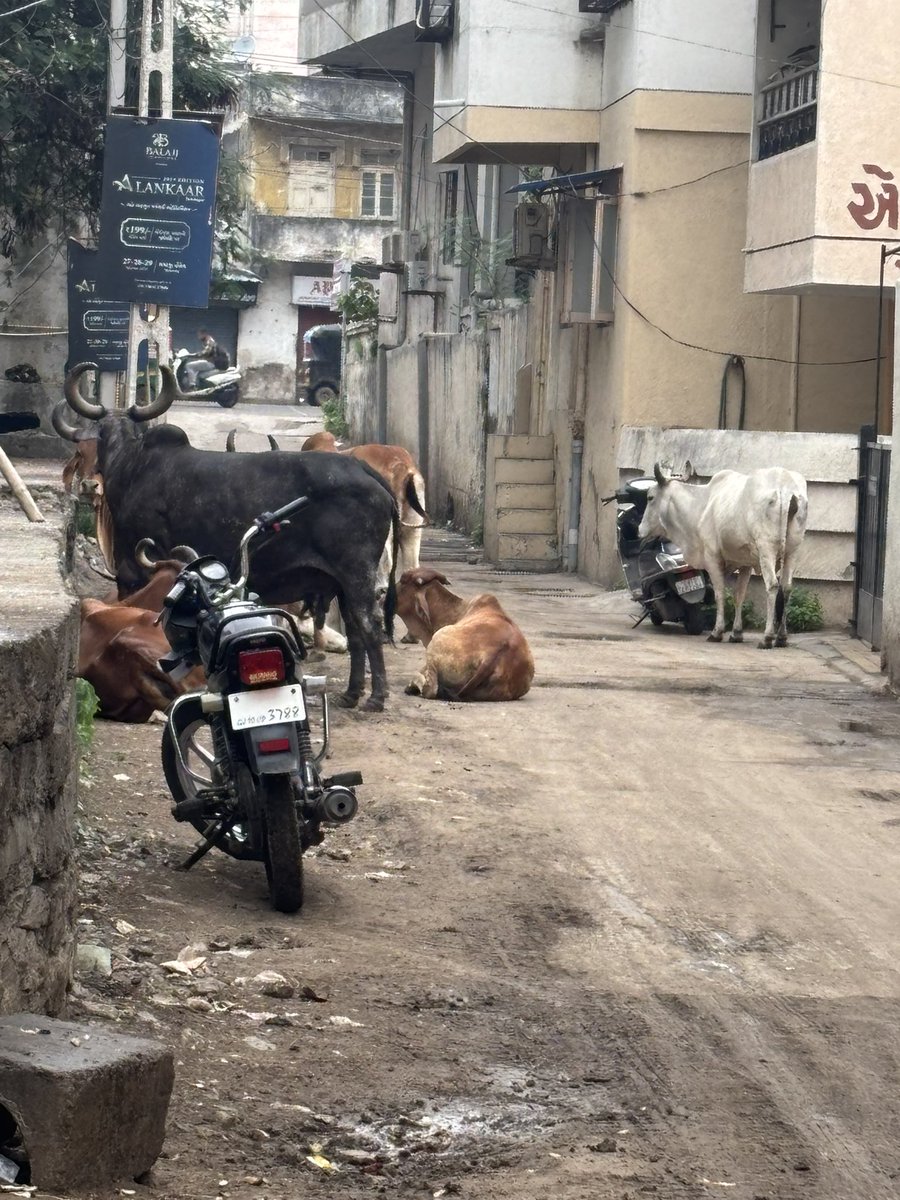 lak_nanda's tweet photo. Today morning at Indira marg near gurudwara crossroads. Do something ! 🙏@mcjamnagar @jmccommissioner https://t.co/2JNo5dqL94