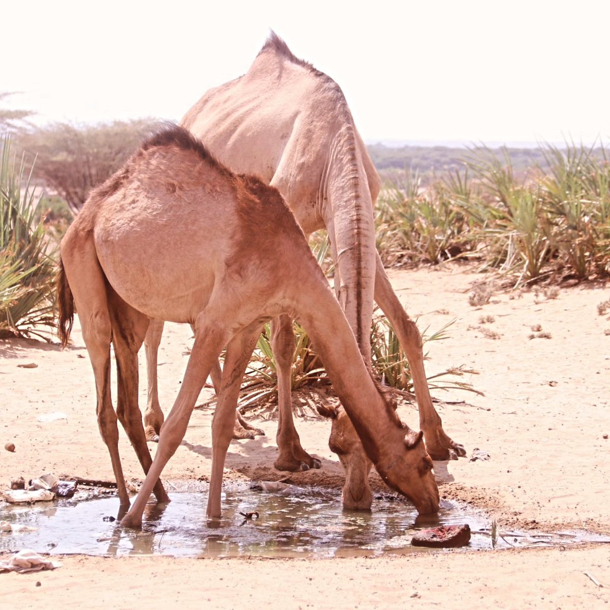utunziafrica's tweet photo. In Nayuu village, Turkana County, camel-keeping households received life-saving range pellets to support their animals.
With support from @SPANAcharity, we are helping pastoralists protect the welfare of their camels in these tough times.
#UtunziAfrica #SPANA #WorkingAnimals https://t.co/9jKGwAwNwl