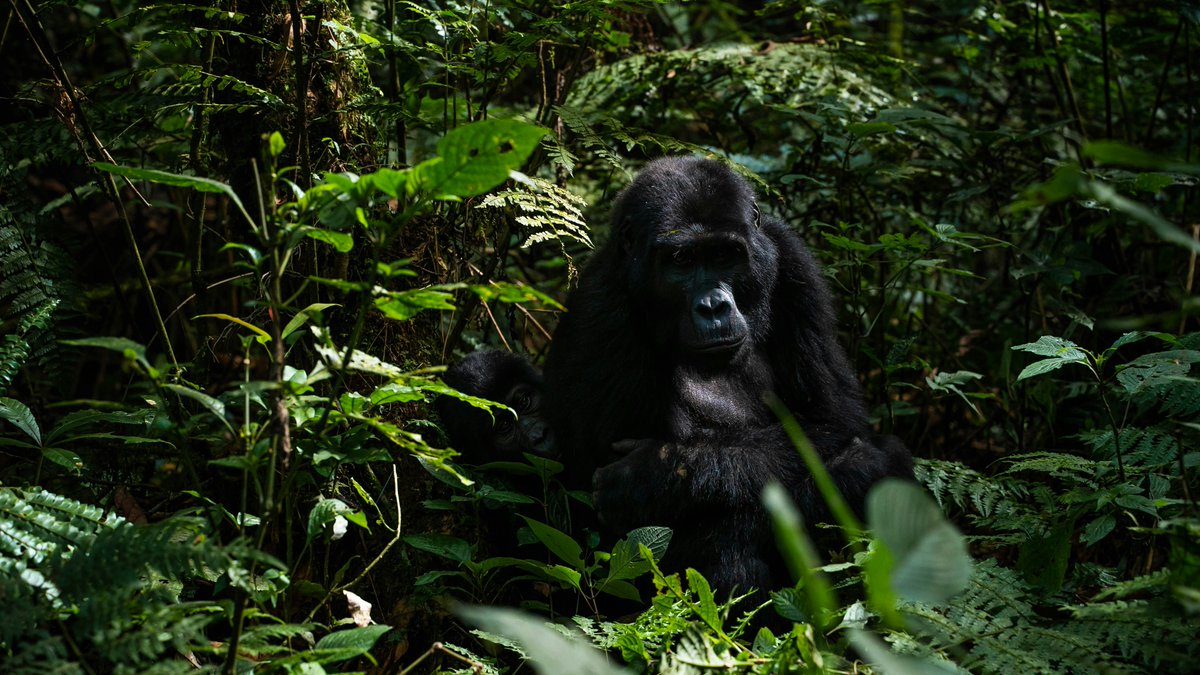Gentle Giants Safaris - DMC tweet media