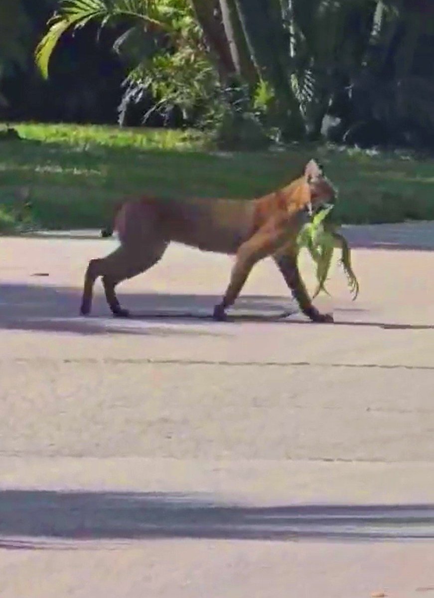 Doesn't get anymore Florida than this:

A bobcat strolling down the street with a large iguana in its mouth recently on Fort Myers Beach.