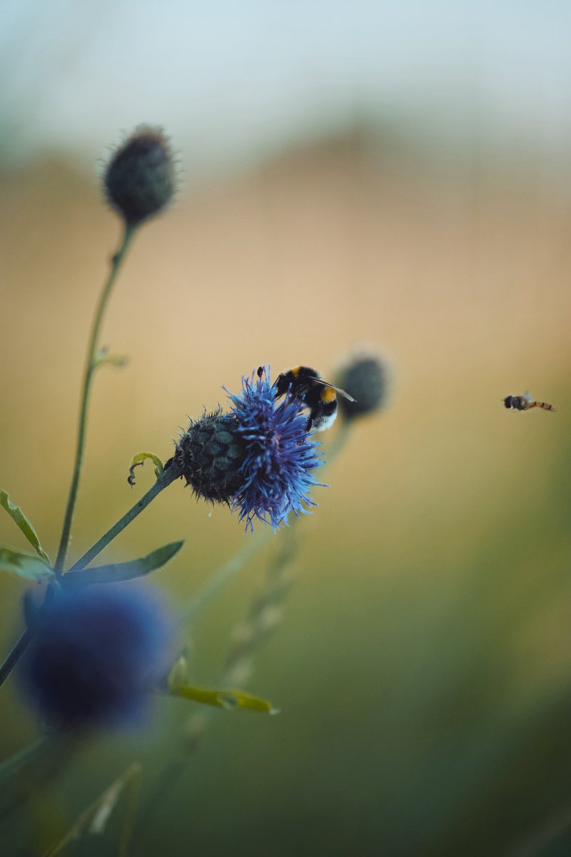 Cederfjärd tweet media