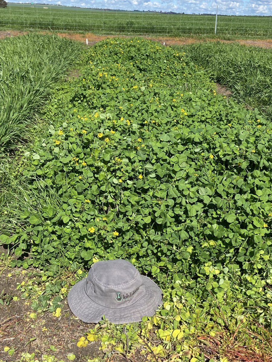 Regenerating Carn2ac at Konnongorring, impressive production