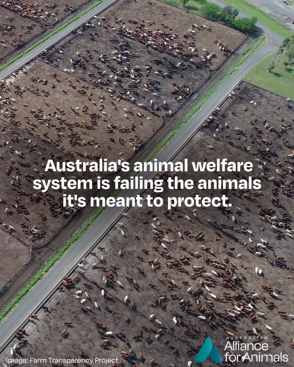 With you by our side, we can fix the system that leaves animals vulnerable to weak protections, lax enforcement, and legalised cruelty.

Help create lasting change by giving animals stronger representation to government: fairgoforanimals.org.au