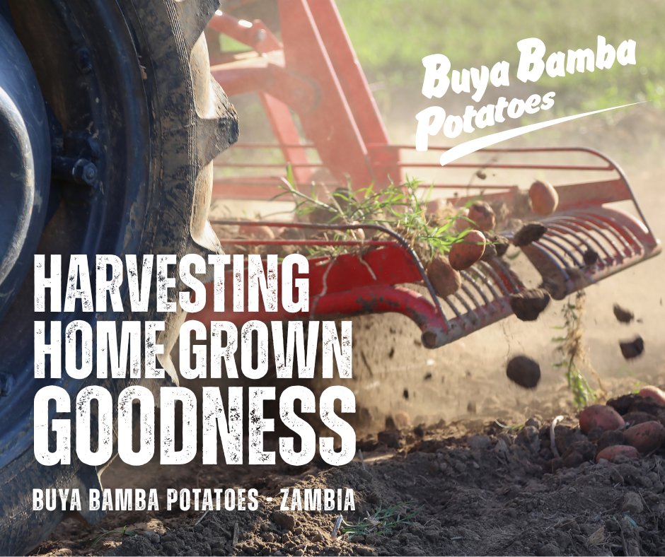 Every time you buy locally produced food, you're sowing into Zambia's future 🇿🇲🥔🧅
Let’s keep our land thriving &amp; our communities strong!
#BuyaBambaPotatoes #ZambianGrown #EatLocal