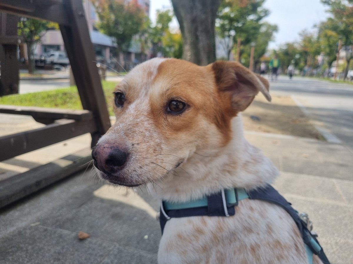 구조부터 임보하고 치료를 마치기까지 내내
입양가기 힘들다
사망 위험이 있다
안 좋은 얘기를 계속 들었었는데

제 모든 부정적인 생각들과 다르게
마일로는 이렇게 멋쟁이 강아지로 곁에 있어요

덕분에 마일로만을 위한
좋은 가족을 만나는 기적도 있을 거라고 믿어요☺️