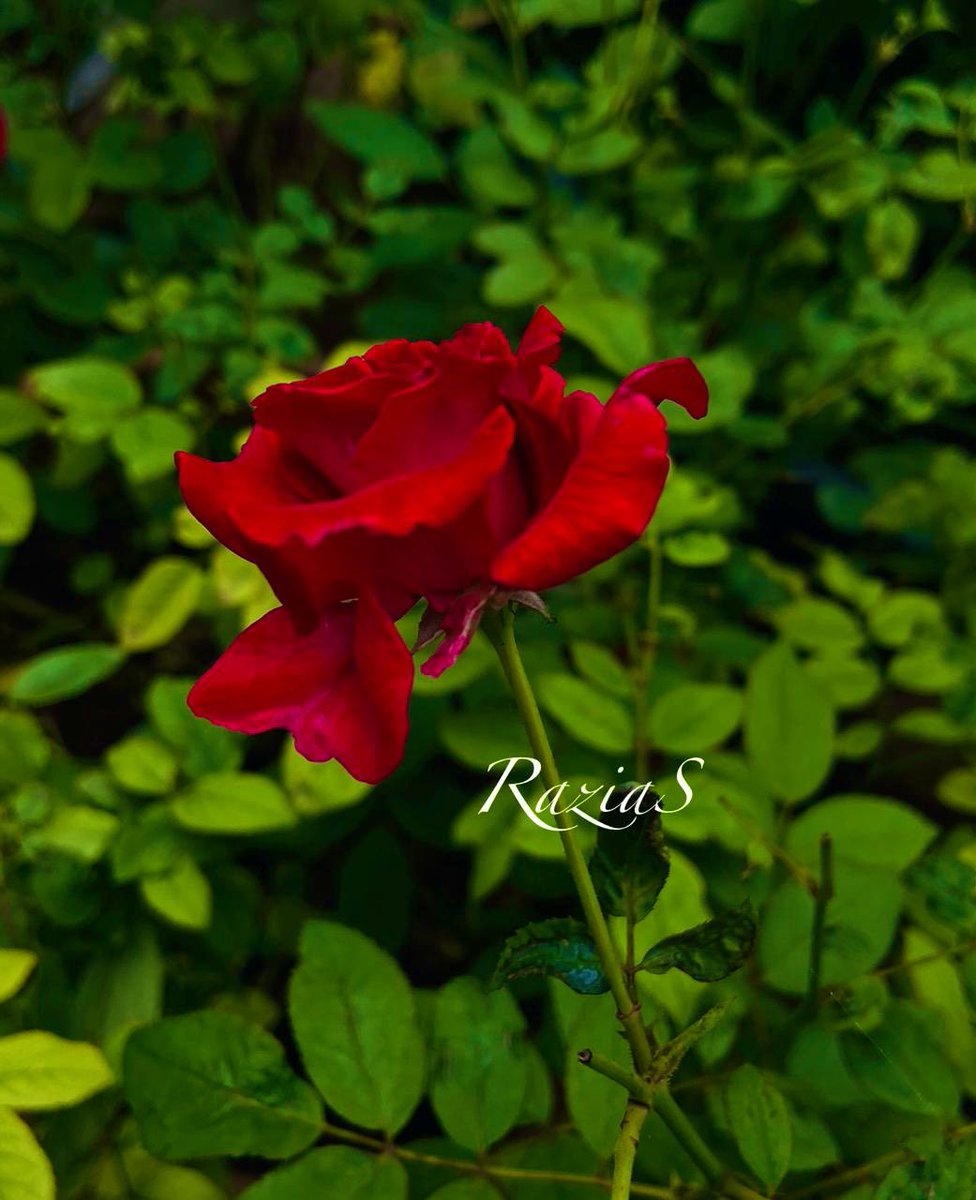 Razia (@raziasworld) on Twitter photo Your whole life is controlled by two things; your beliefs and values
#RoseWednesday
<a href="/DavidMariposa1/">David</a> <a href="/KalyaniMuktevi/">Kalyani Sharma</a> <a href="/Kri_Te_Acharya/">బొట్టు శీను</a> <a href="/FarhaSyeda1/">Syeda Farha</a> <a href="/BrainnPower/">🦚My Green Zone🦚</a> <a href="/kbiqbal777/">k.b.iqbal</a> Your whole life is controlled by two things; your beliefs and values
#RoseWednesday
<a href="/DavidMariposa1/">David</a> <a href="/KalyaniMuktevi/">Kalyani Sharma</a> <a href="/Kri_Te_Acharya/">బొట్టు శీను</a> <a href="/FarhaSyeda1/">Syeda Farha</a> <a href="/BrainnPower/">🦚My Green Zone🦚</a> <a href="/kbiqbal777/">k.b.iqbal</a>