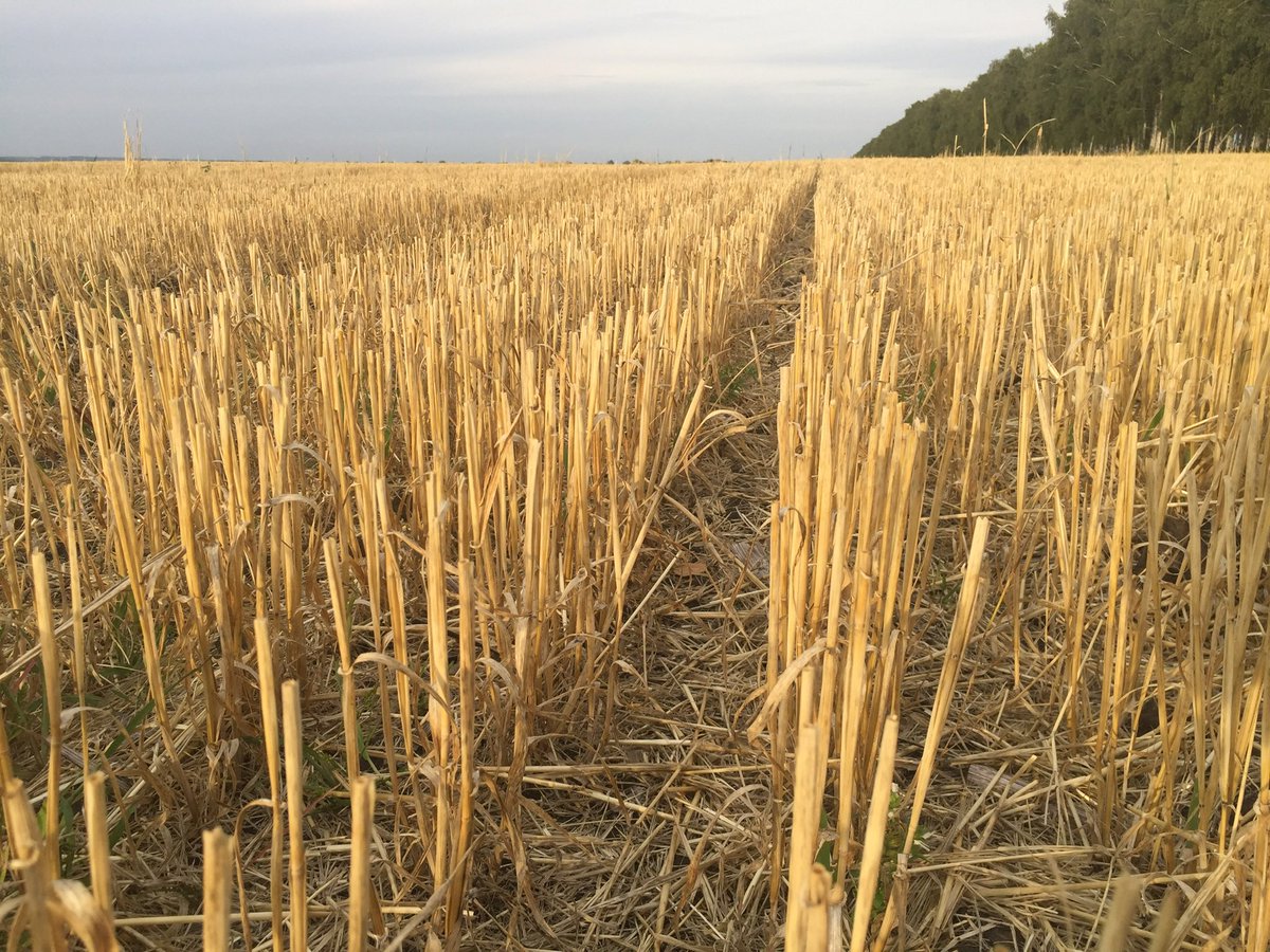 Mike Lee tweet media