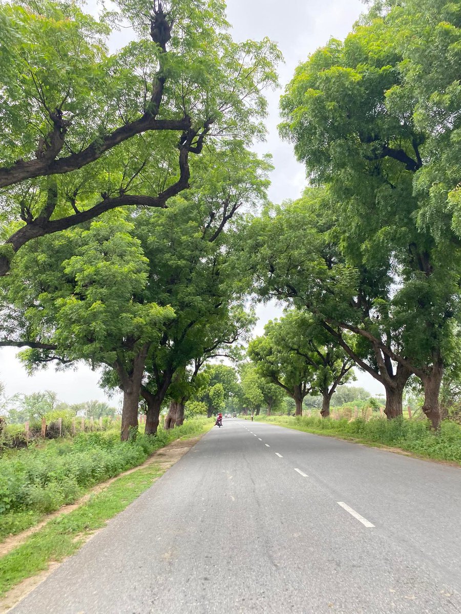 पाली जिले के सोजत से सोजत रोड जाने वाले मार्ग पर रोड़ के दोनों तरफ़ नीम के पेड़ जो वास्तव में सुन्दर नजारा है 😍
