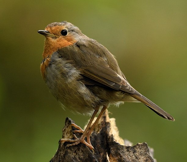 Goedemorgen. 
Fijne woensdag ☀️🍀