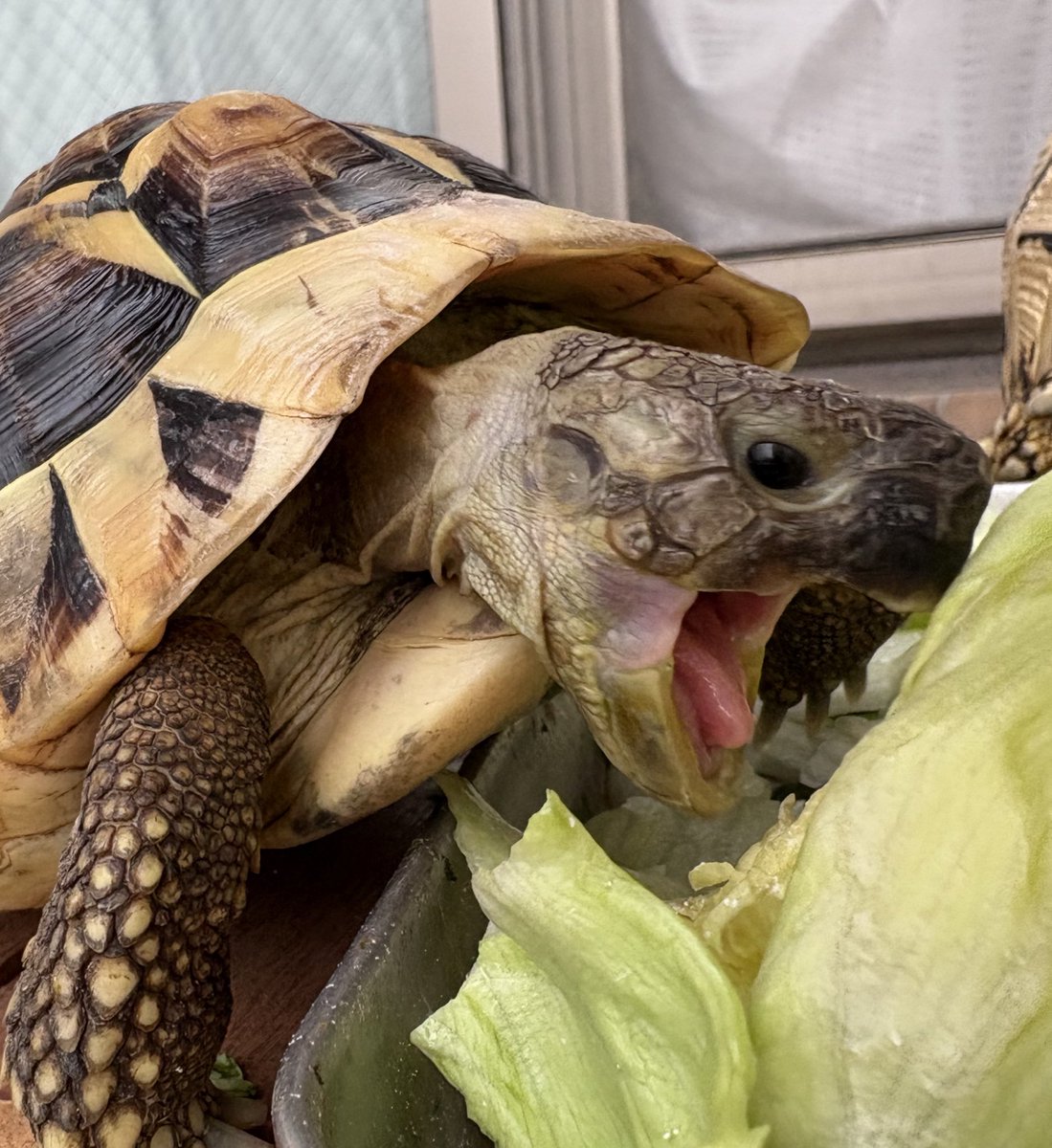 オジマン(♂)
ちっちゃいけど存在感は亀一倍
深夜徘徊マン
趣味:ゴンちゃんと将軍の追っかけ
 #リクガメ好きと繋がりたい
 #ヒガシヘルマン