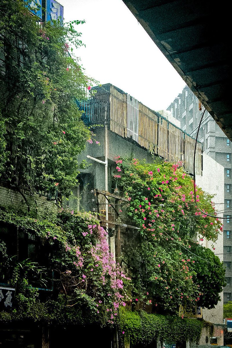 街角の緑の彩りが、
暑い夏にひとときの涼しさを届けてくれますね🌿☀️