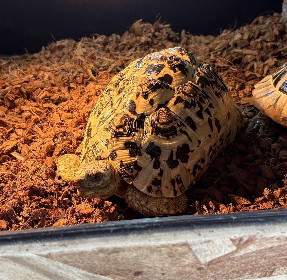 将軍(♂)
人馴れ ★★★★
ゴンちゃんにアタック▶︎連敗記録更新中
ご飯に気づくのがいちばん早い
 #リクガメ好きと繋がりたい
#ヒョウモンガメ