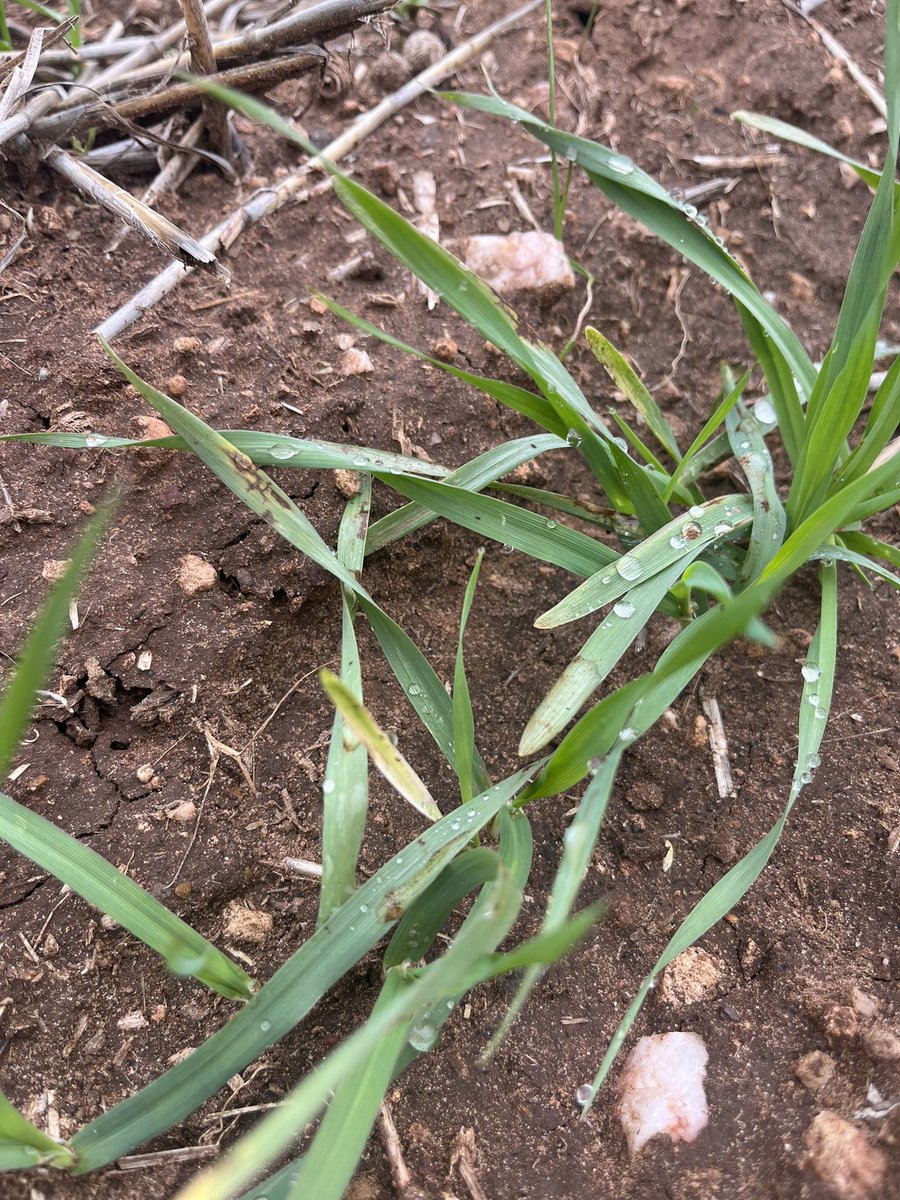 ConnorFuss's tweet image. Uncomfortable and unexpected levels of early NFNB in late sown Leabrook. Two paddocks with the same history, ones getting smashed (areas worse than the photo), the others are untouched. In general there has been more NFNB floating around then I would have anticipated.