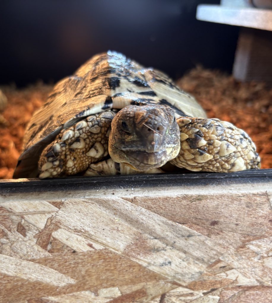 ゴンちゃん(♀)
ムチムチフードファイター
臆病なヨクバリス
温浴嫌い
 #リクガメ好きと繋がりたい
 #ヒョウモンガメ