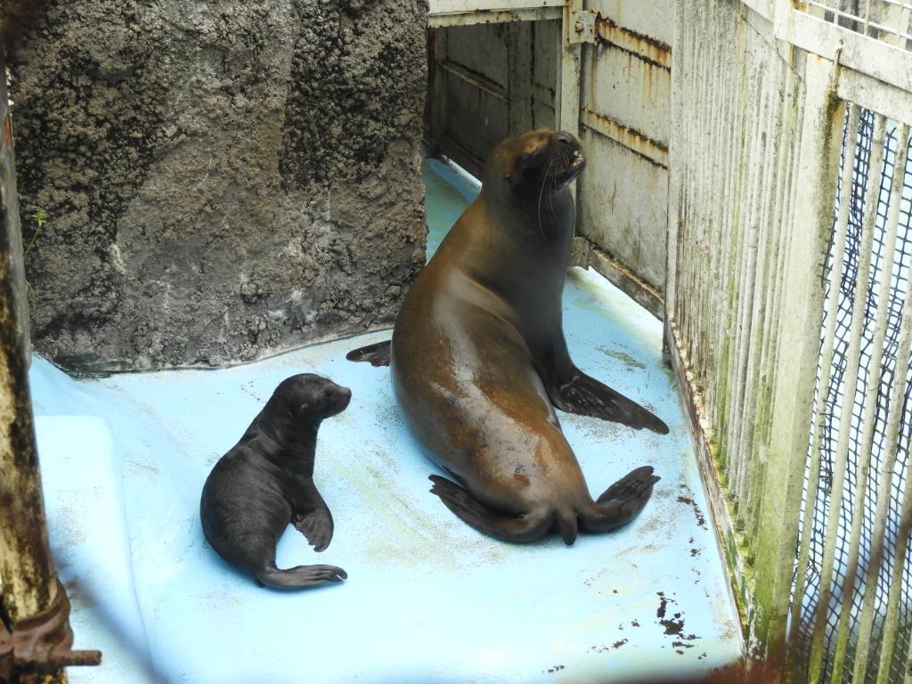 どうぶつえん日記を更新しました

７月にオタリアの赤ちゃんが生まれましたが、２頭ともに元気で過ごしてます。
皆さんのご来園をお待ちしておりますので、ぜひ、釧路市動物園へお越しください。

city.kushiro.lg.jp/zoo/zoodialy/1…

#釧路市動物園 #kushirozoo
#釧路 #kushiro
#動物園 #zoo
#北海道 #Hokkaido