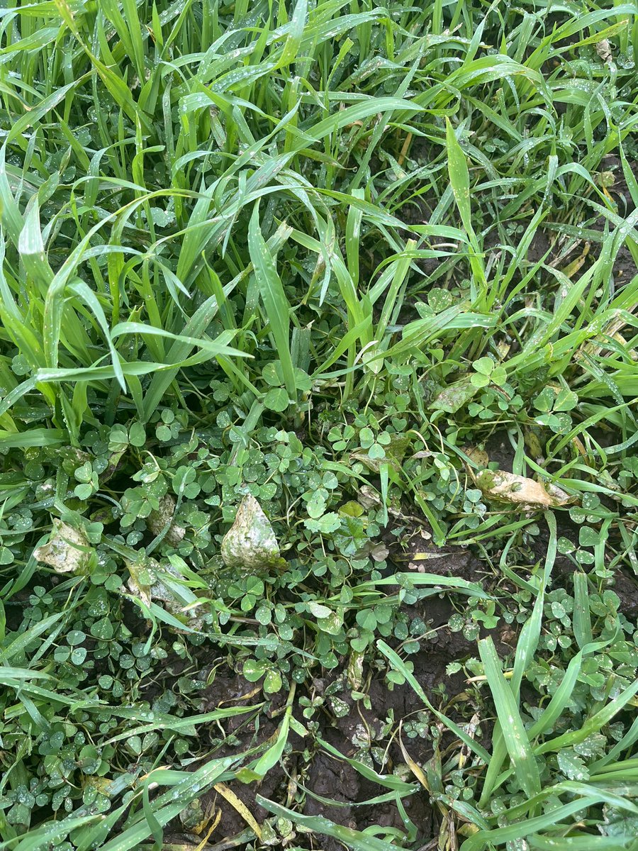 ConnorFuss's tweet image. Ecopar + MCPA mixes doing a reasonable job on Jacks and other broadies. Pretty soft on the medics to date which is good to see @NickWellsSmith1