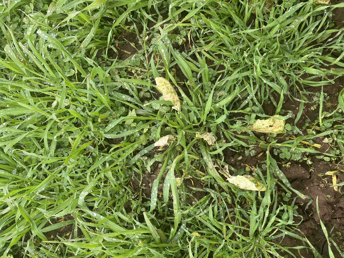 ConnorFuss's tweet image. Ecopar + MCPA mixes doing a reasonable job on Jacks and other broadies. Pretty soft on the medics to date which is good to see @NickWellsSmith1