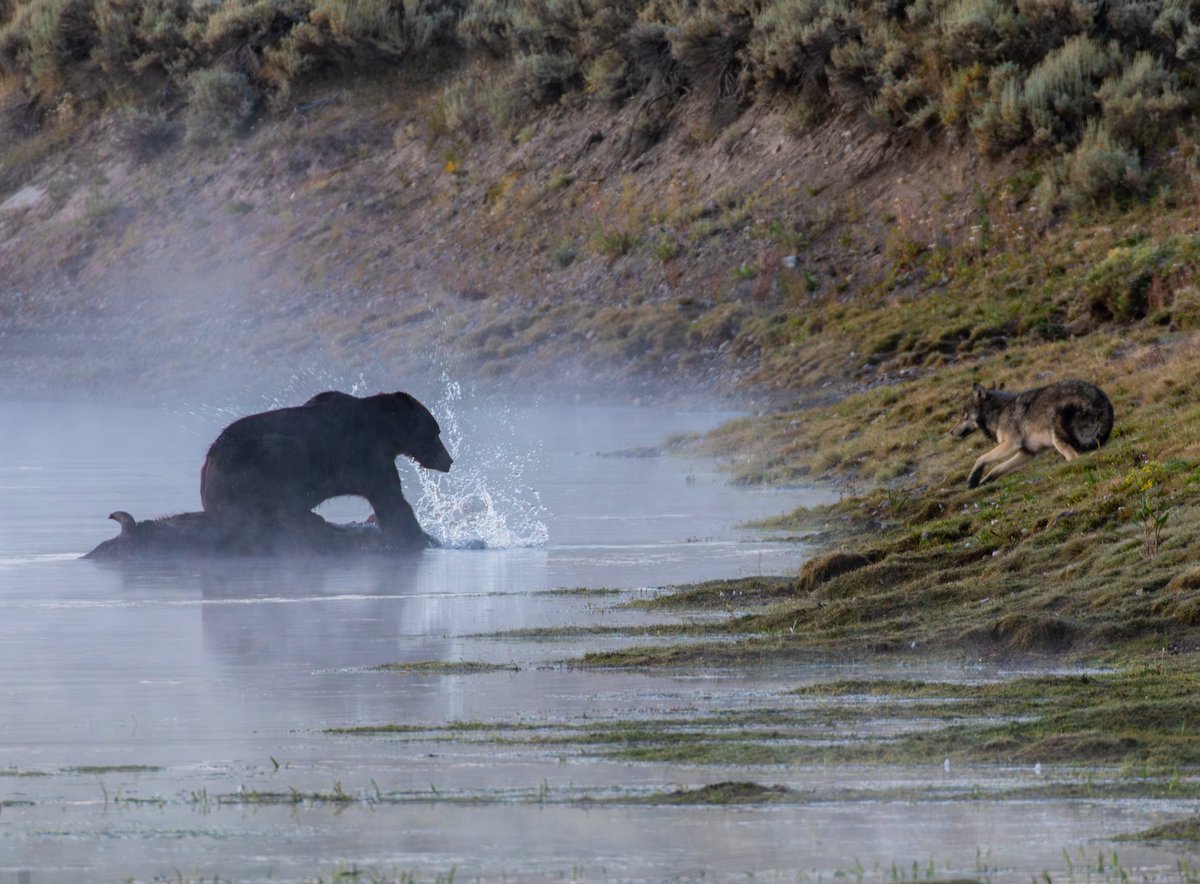It’s been insane in Yellowstone the last few days. Career goals… witnessed a grizzly fending off a pack of wolves from a bison carcass. Truly insane. Here’s some images: