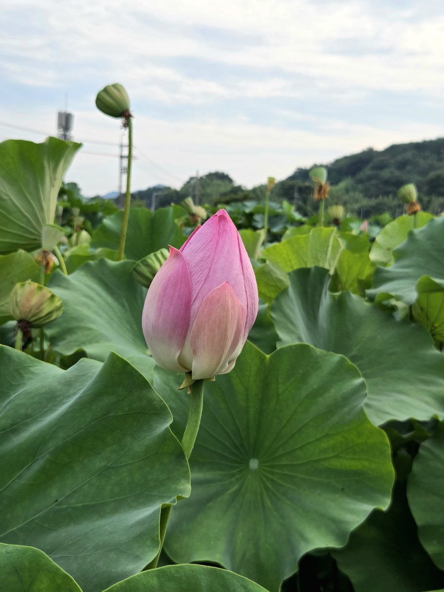 goldrose9090's tweet photo. 🌷The Last Bloom: A Quiet Walk Through Lotus Fields in August
🌸#LotusWalk #SummerInKorea #MotherDaughterMoments #LotusField #QuietNature #KoreanCountryside
👉Read more here!:
🔗https://t.co/mXHs3xtiVz https://t.co/XEDVaETi7J