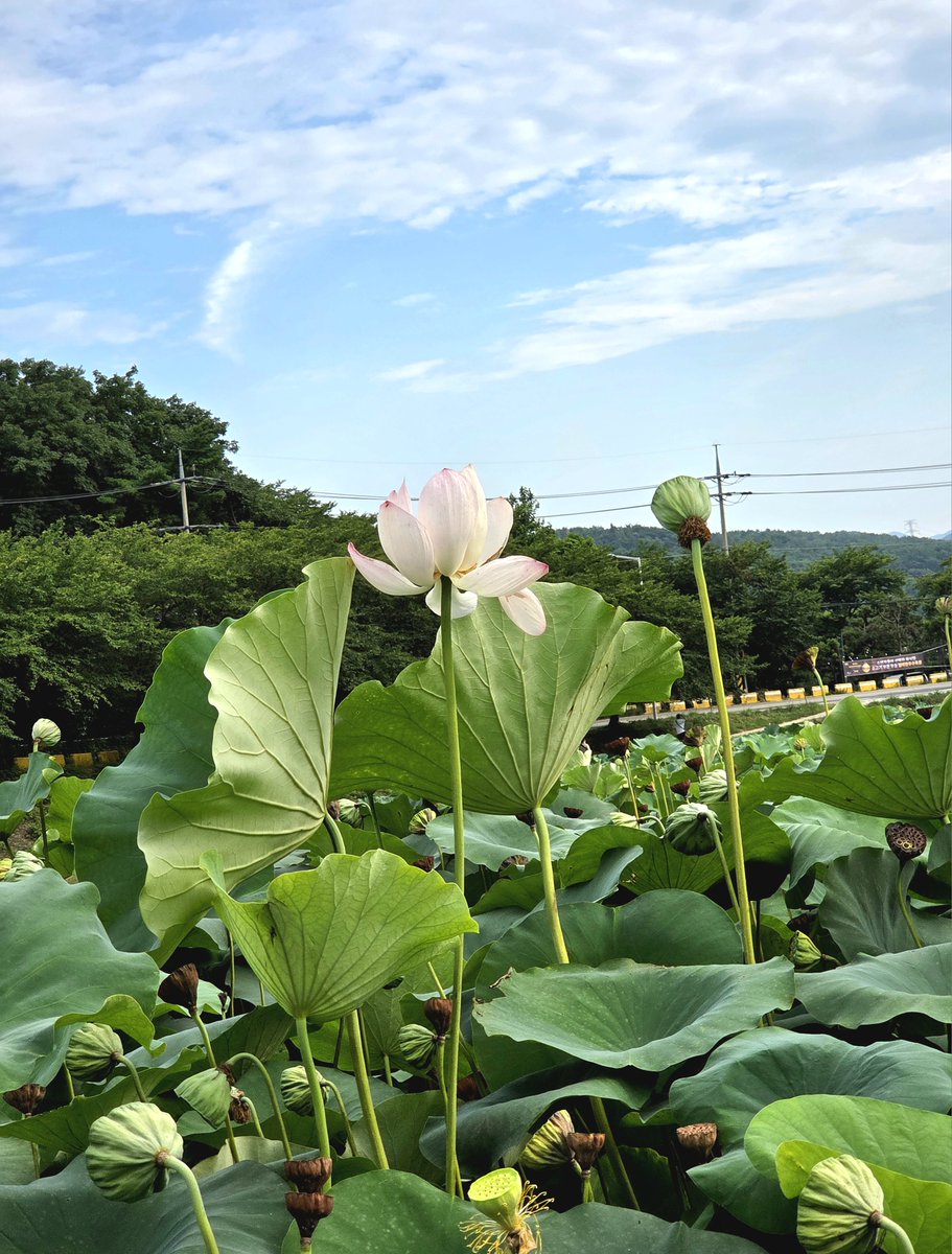 goldrose9090's tweet photo. 🌷The Last Bloom: A Quiet Walk Through Lotus Fields in August
🌸#LotusWalk #SummerInKorea #MotherDaughterMoments #LotusField #QuietNature #KoreanCountryside
👉Read more here!:
🔗https://t.co/mXHs3xtiVz https://t.co/XEDVaETi7J