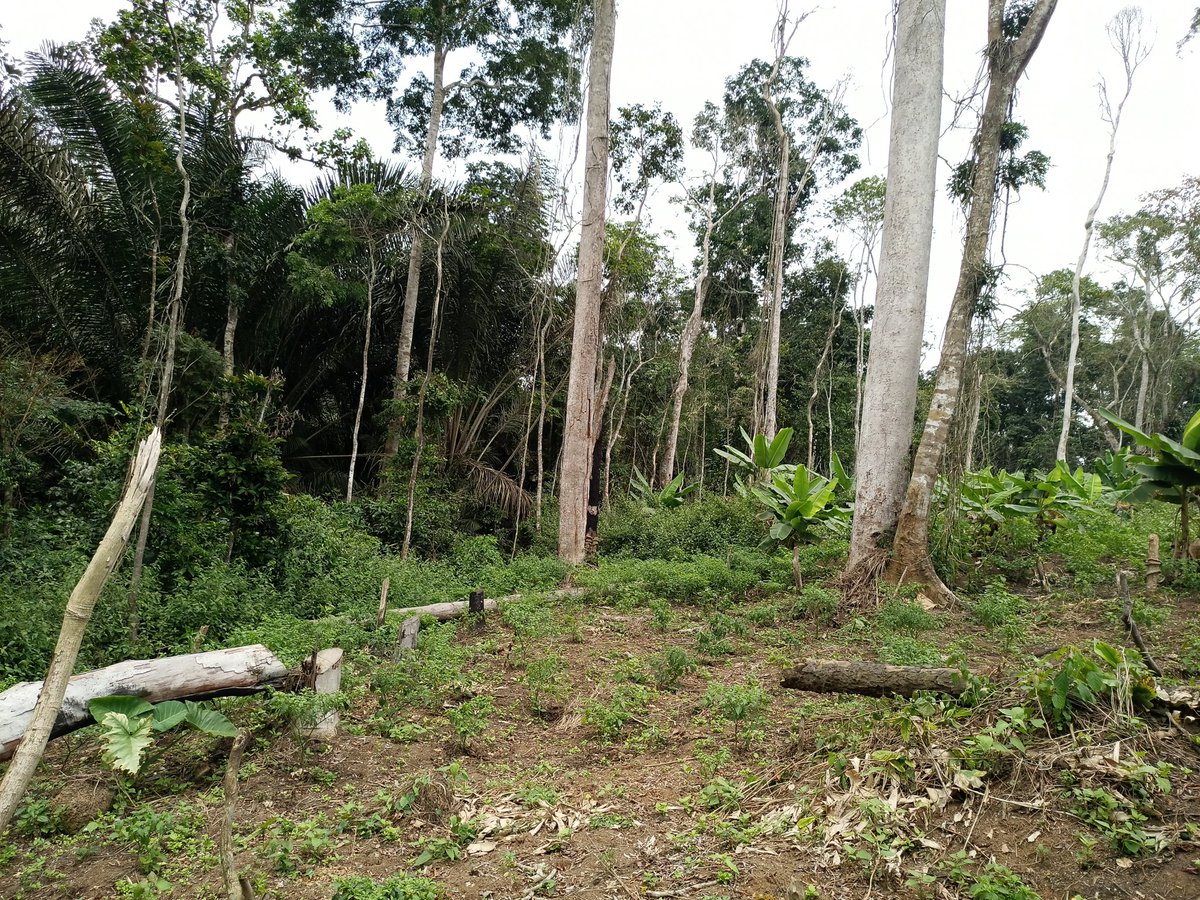 AbiluTangwa's tweet photo. ๐ณ The Amazon absorbs 2B tons of CO2 yearly, but parts now emit more than they store due to deforestation. We must protect these forests to fight climate change! #NoToEcocide https://t.co/1HV01Dxsi3