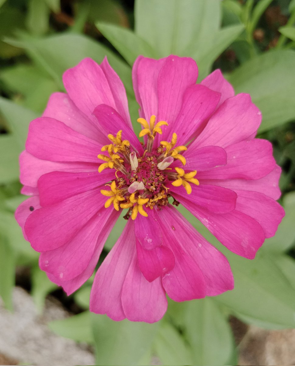 AKIMBO_888's tweet photo. #pinkonwednesday
#Zinnia
A fortunate, jubilant and dashing pink on Wednesday to us all. ๐๐๐
Keep hydrated. ๐ฐ
Stay safe everyone. ๐๐๐ค๐ค๐ https://t.co/PrgA9ZZU5u