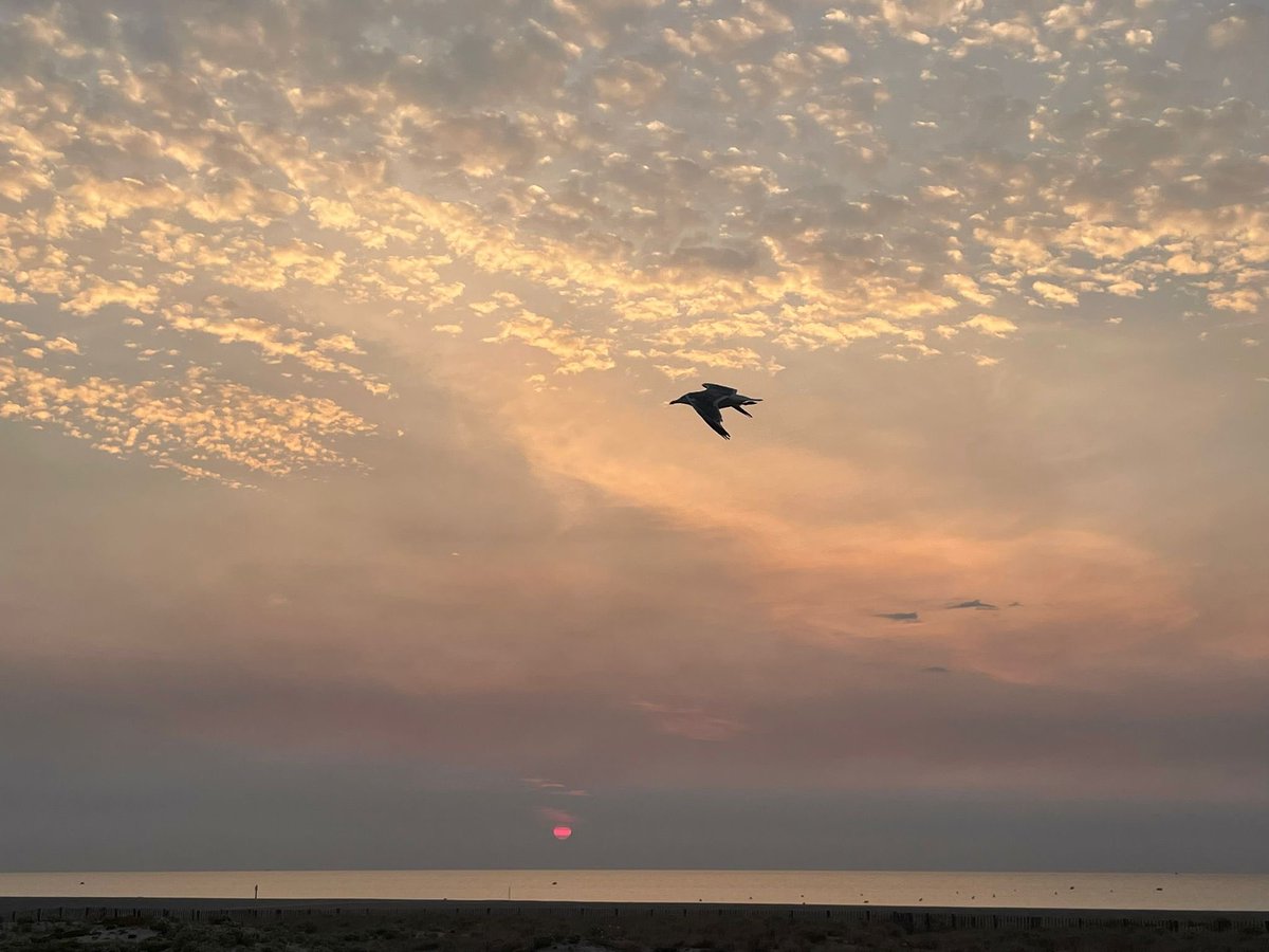 IsabelleMirocha's tweet image. A 40kms de là
#PortLeucate :
Mer couverte de cendres 
Soleil caché par les fumées ce matin comme hier
Tramontane qui repart
💔
Solidarité avec tous ceux touchés 
#incendie
#Aude
#Feu
(Photos de mes amis Maud Erick)