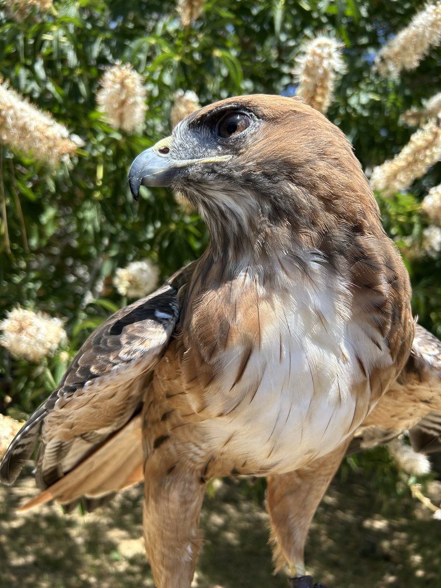 Inkasaur 🇵🇭 tweet media