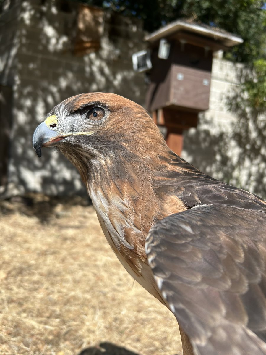 Inkasaur 🇵🇭 tweet media