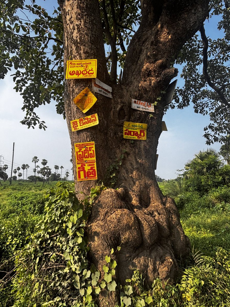 pargaien's tweet image. A few close-up images showing cruelty and abuse endured by roadside trees.
#urbantree #trees