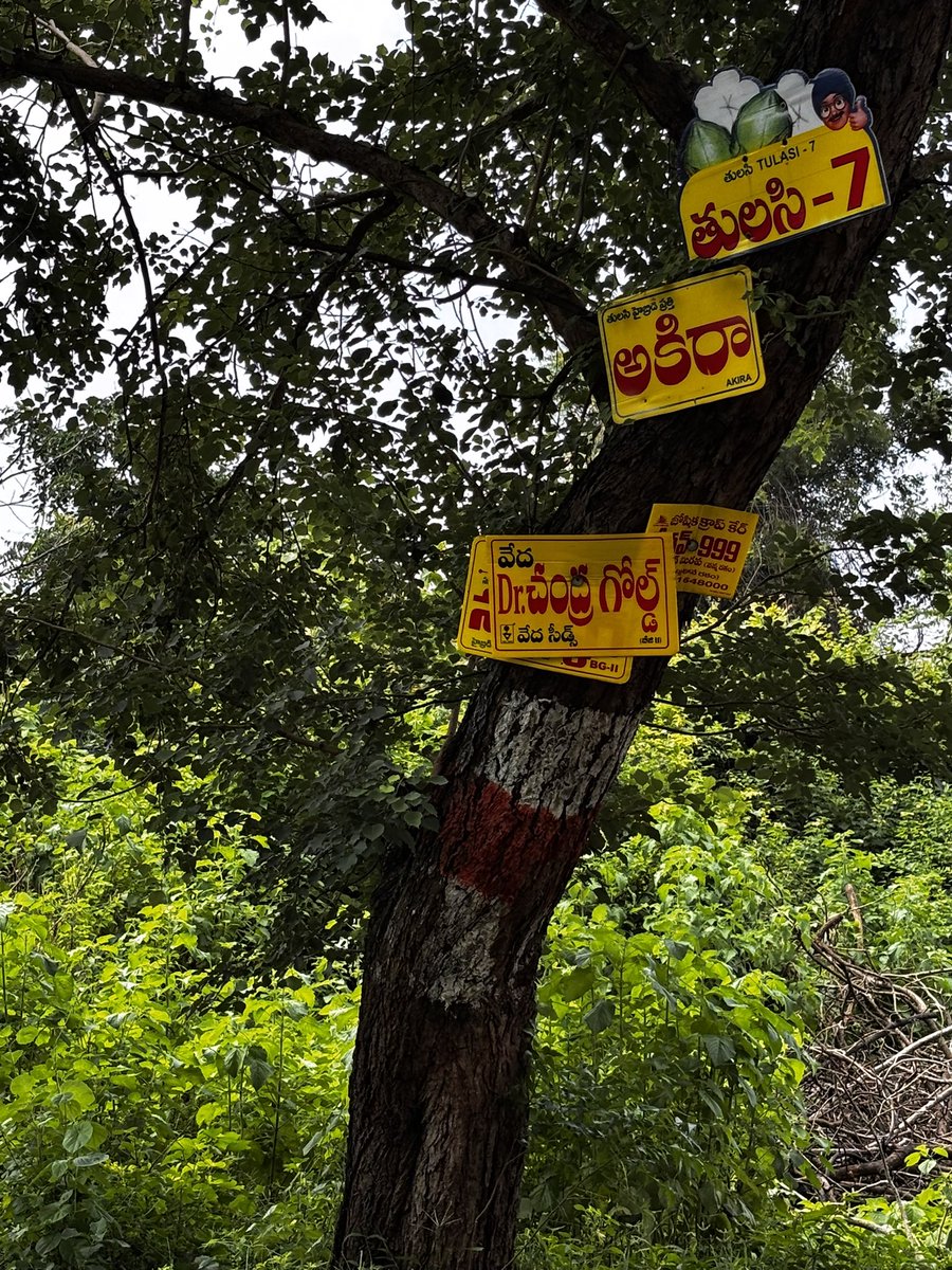 pargaien's tweet image. A few close-up images showing cruelty and abuse endured by roadside trees.
#urbantree #trees