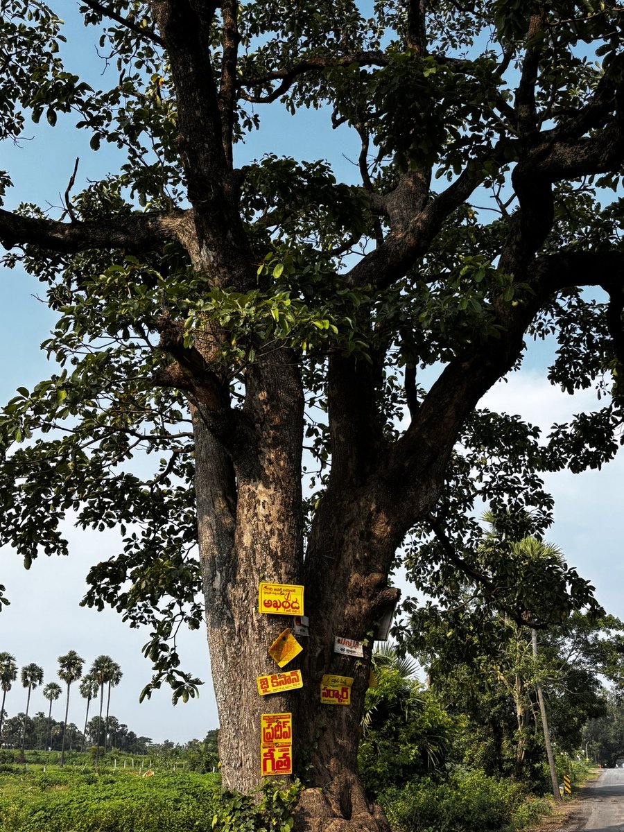 pargaien's tweet image. A few close-up images showing cruelty and abuse endured by roadside trees.
#urbantree #trees