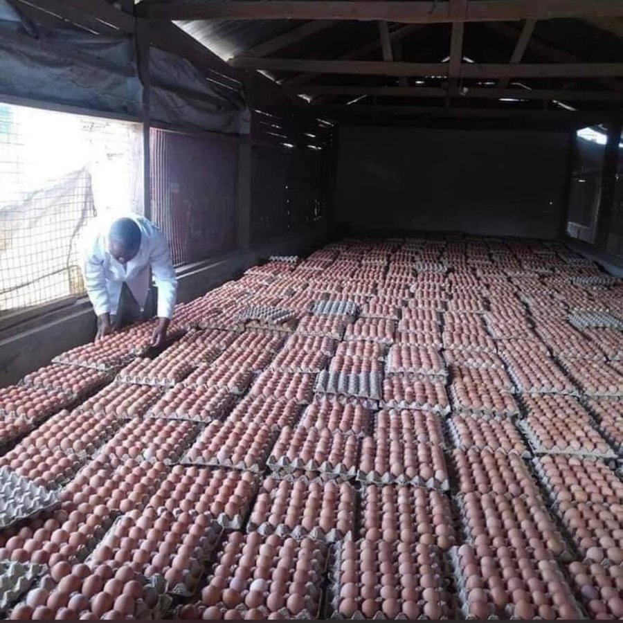 Poultry farming can change your life.