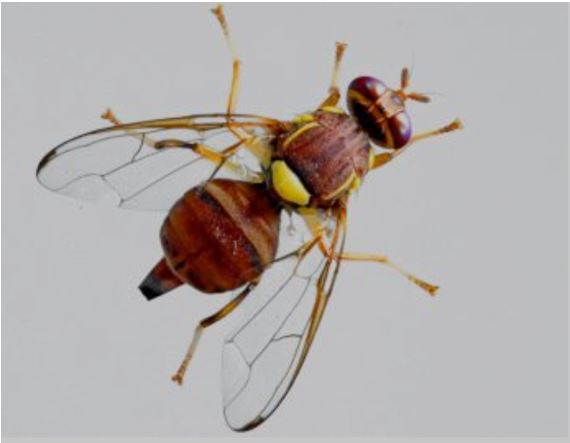 Detección de Bactrocera zonata en Grecia, contexto y relevancia para la Sanidad Vegetal Europea. lajunta.es/5t1li #RAIF