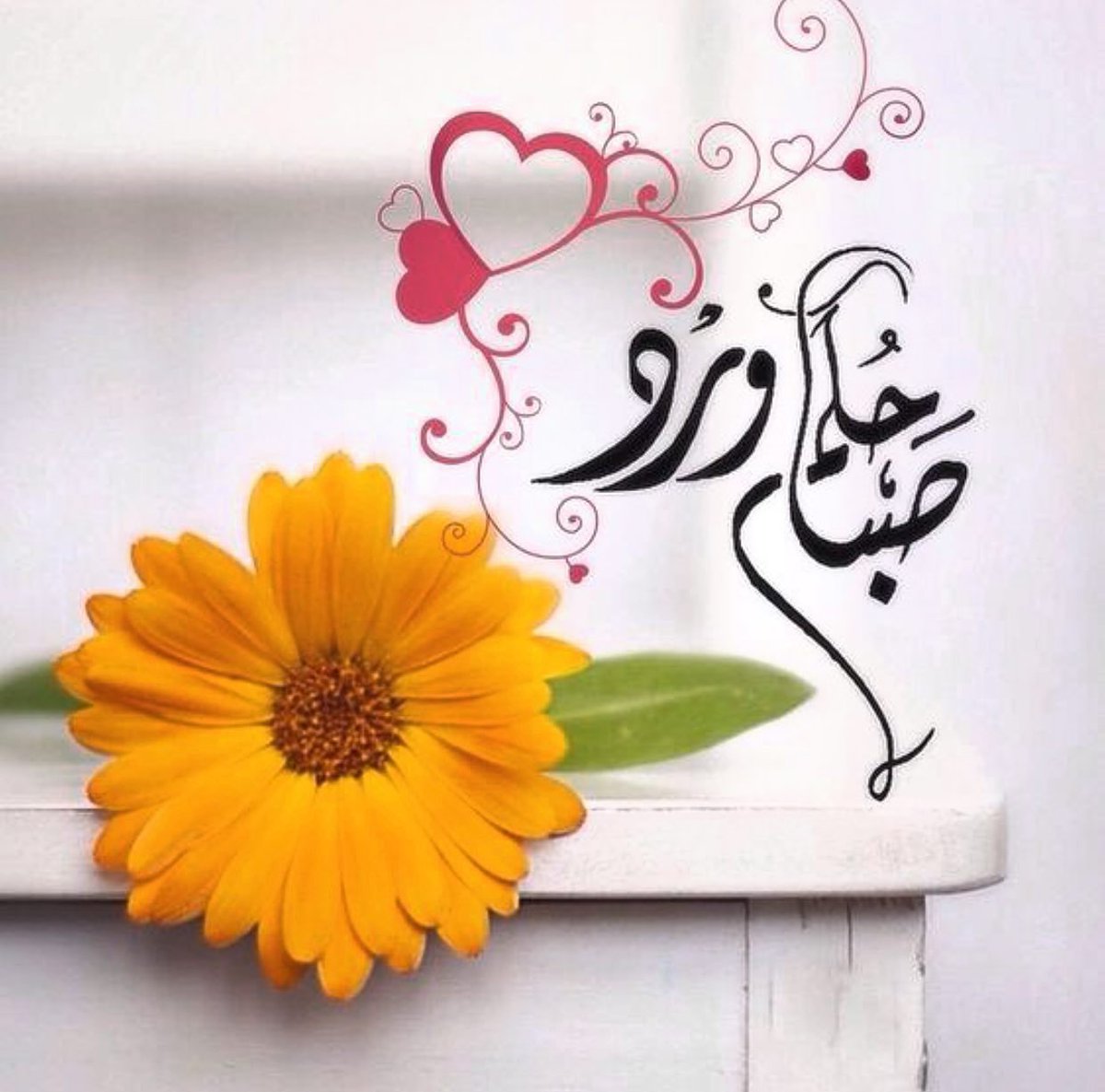 Alreeem9680's tweet photo. الصباح هدية جديدة أضيفت لعمرك
 فأحسن شكرها  وتقبلها كما هي
وتفائلوا بيوم مختلف وصباح جميل ❤️✨

#صباح_الخير
#صباح_الأشياء_المُشرقة https://t.co/6vvhkSmZeg