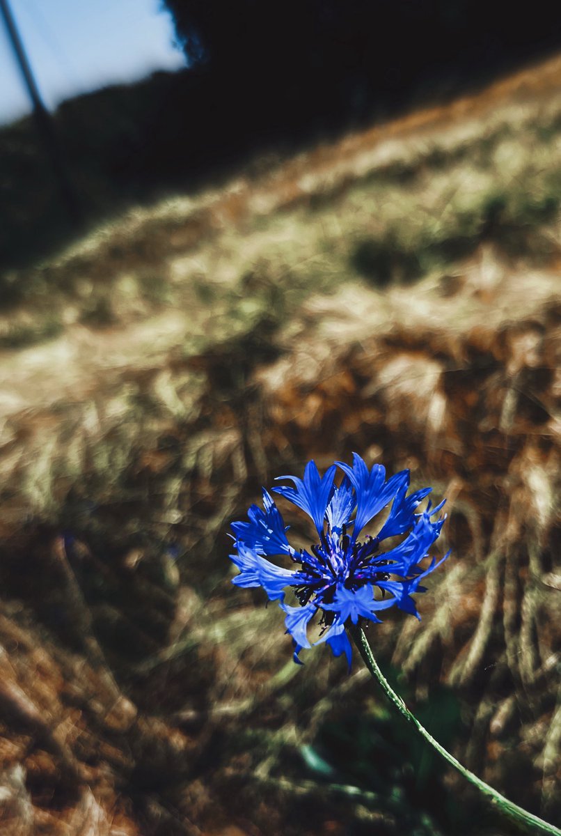 Delicate and fragile at first, 
she blossoms in the midst of chaos.

Wednesday is for peace.
#moreflowersmorepeace 

🤍
.
.
.