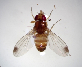 Medidas preventivas ante la evolución de Drosophila suzukii en frutos rojos lajunta.es/5tg9e #RAIF #Frutosrojos