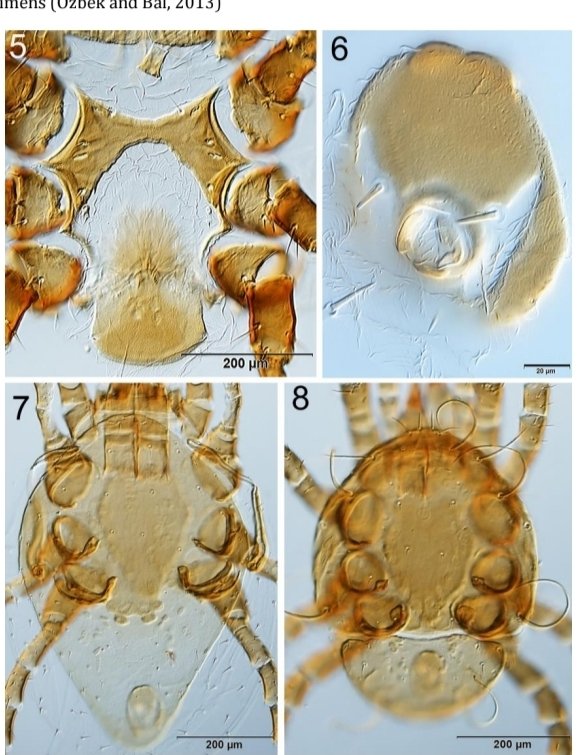 acarological_s's tweet photo. Mites of the family Macrochelidae (Acari: Mesostigmata) in Bayburt province, Türkiye
https://t.co/43y9VoWJvo #acari ##acarology ##mite #arachnida #mesostigmata https://t.co/amg15jl1sL