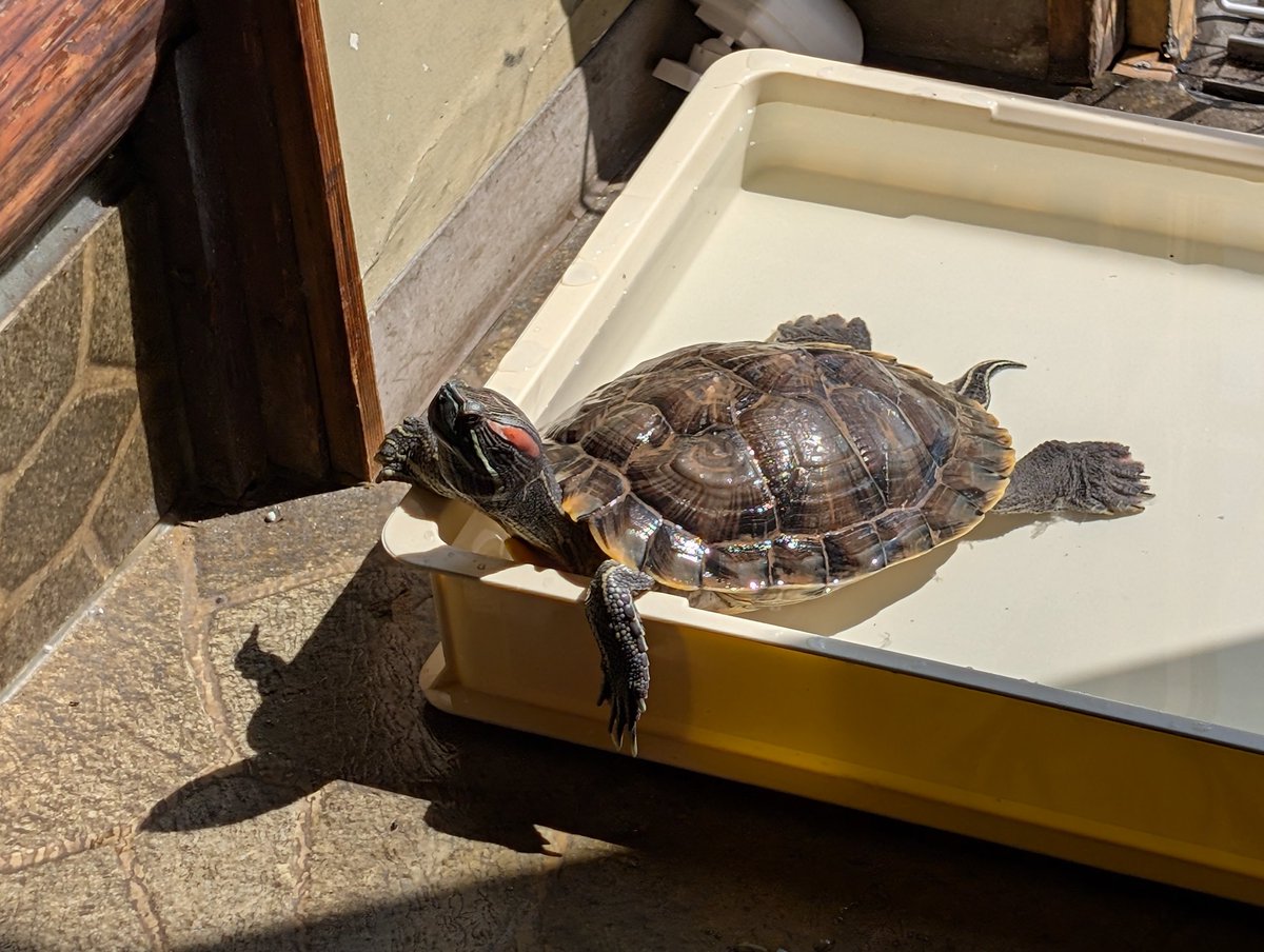 半身浴しながら日光浴を堪能する亀吉氏。