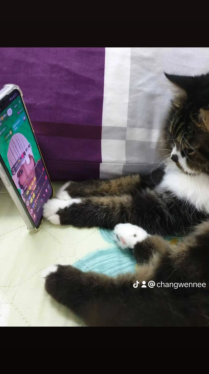 🌼🌼 wennee chang🌼🌼 tweet media