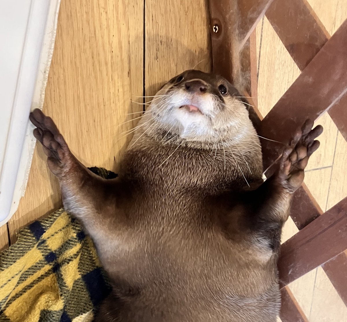 AsakusaHarry's tweet photo. ばあ🙌🏻💖

#カワウソカフェ #カワウソカフェharry #カワウソ #ハリネズミ #ミーアキャット #プレーリードッグ #ヒメハリテンレック #フクロウ #アニマルカフェ #otter #otters #hedgehog #Meerkat #Prairiedog #owl #ottercafe #animalcafe #asakusa #Tokyo https://t.co/3UC9MFGcDA