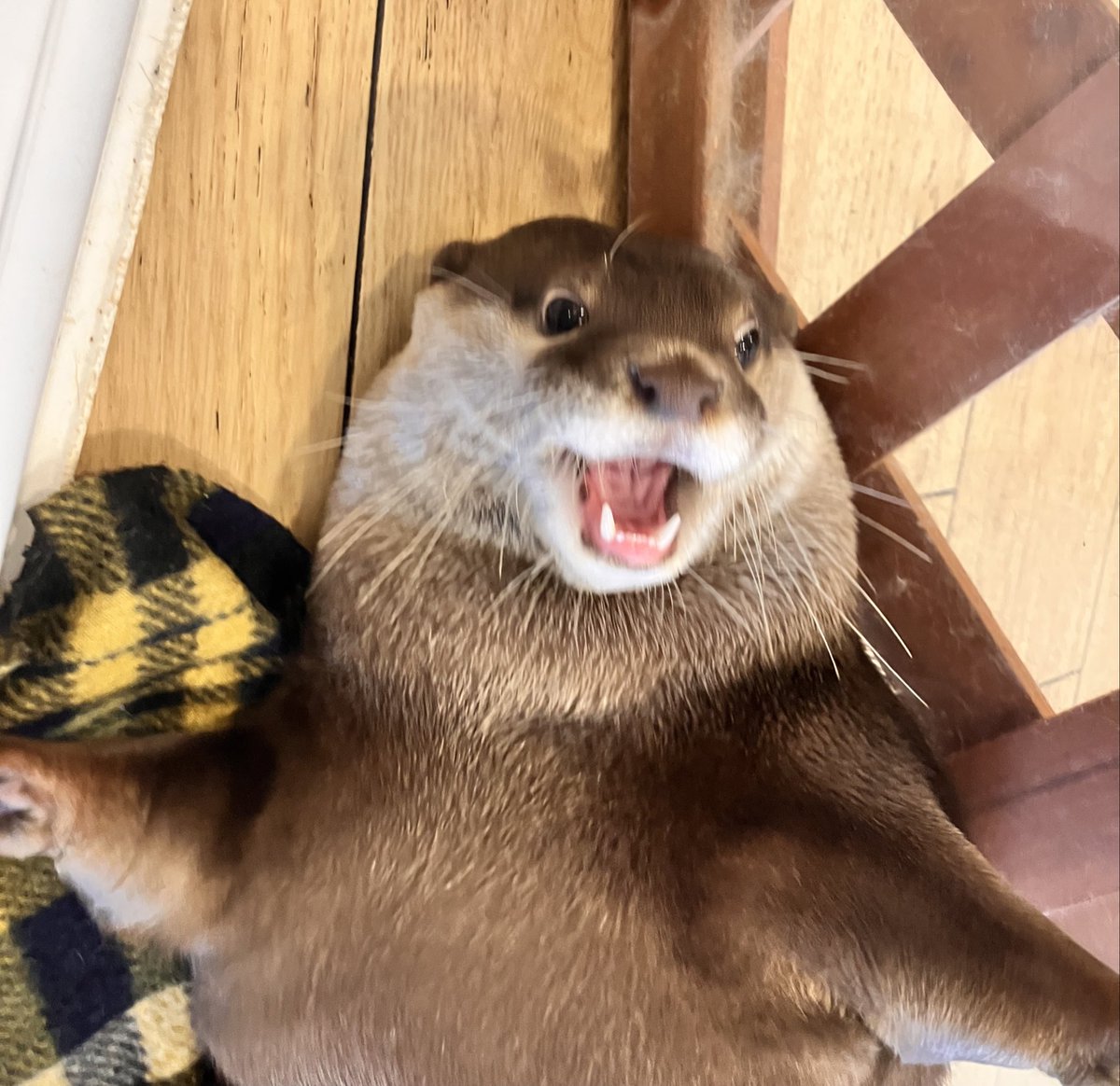 AsakusaHarry's tweet photo. ばあ🙌🏻💖

#カワウソカフェ #カワウソカフェharry #カワウソ #ハリネズミ #ミーアキャット #プレーリードッグ #ヒメハリテンレック #フクロウ #アニマルカフェ #otter #otters #hedgehog #Meerkat #Prairiedog #owl #ottercafe #animalcafe #asakusa #Tokyo https://t.co/3UC9MFGcDA