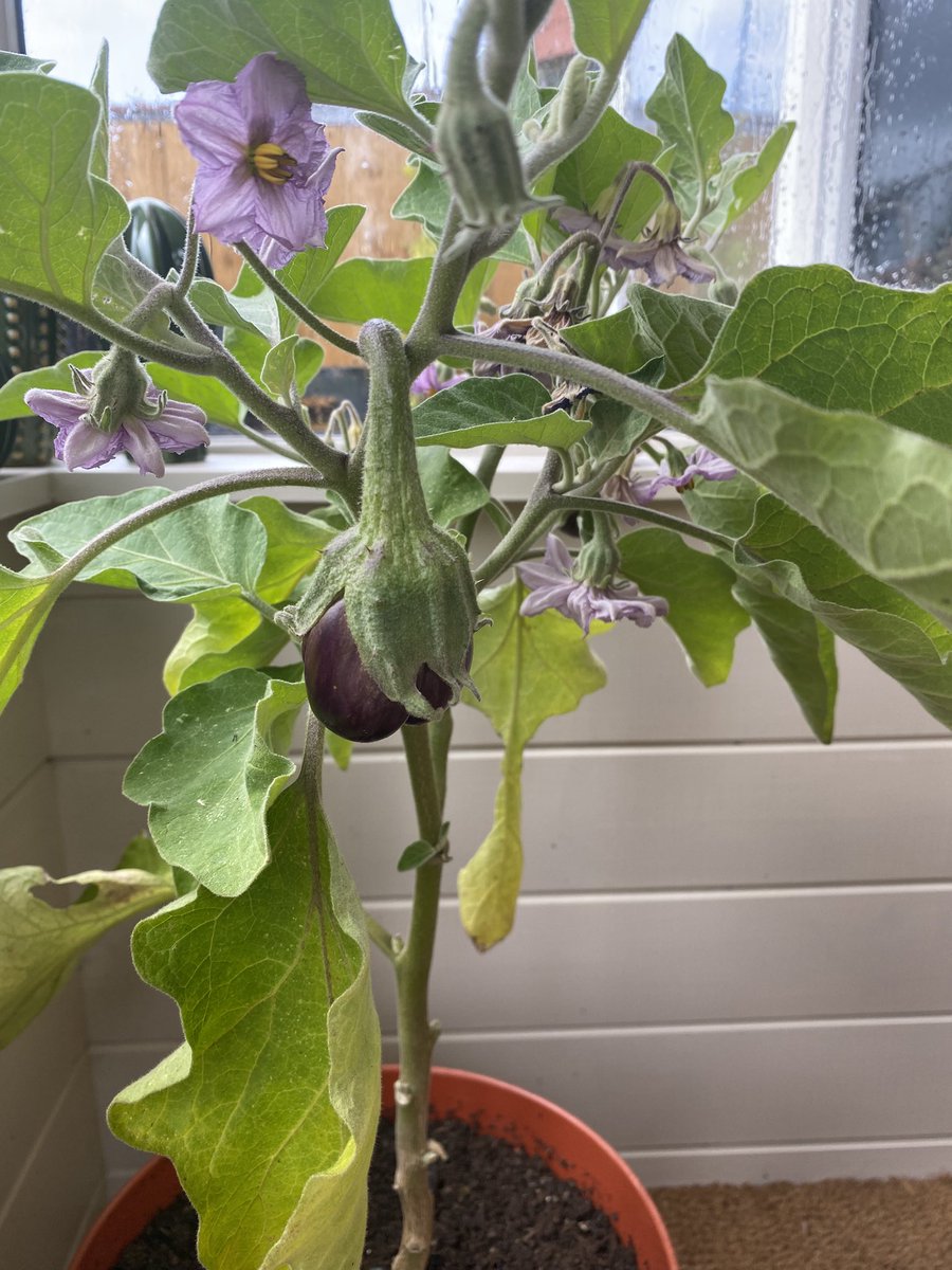 Our first attempt at growing Aubergines has been a success.
We have berries forming already.