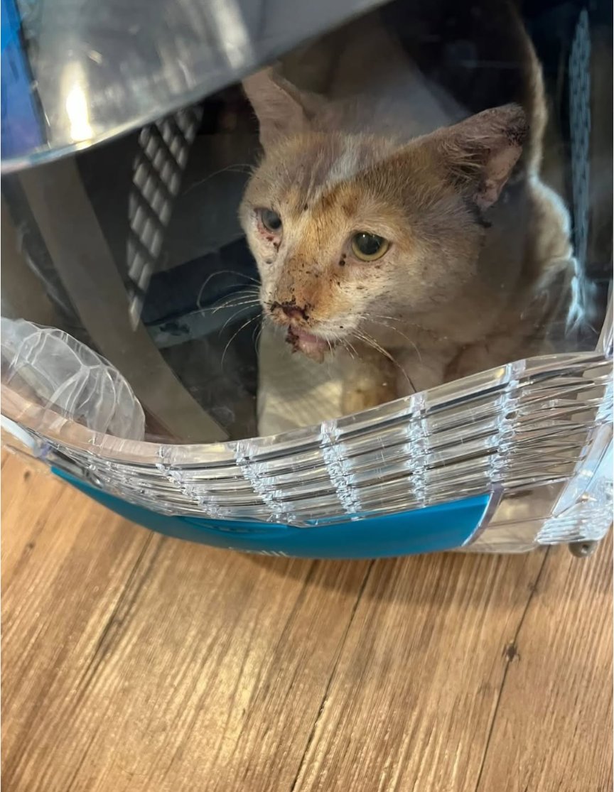 kujie's tweet photo. Kawan saya mencari sesiapa yang sudi menerima Teddy.

Jantan, manja, umur 3-4 tahun sudah dimandulkan &amp; mesra dengan kucing lain. 

Ditemui cedera di TTDI pada 11/4/25 dan  kini pulih sepenuhnya.

Minat? DM ya. https://t.co/Lbp6kq7ivX