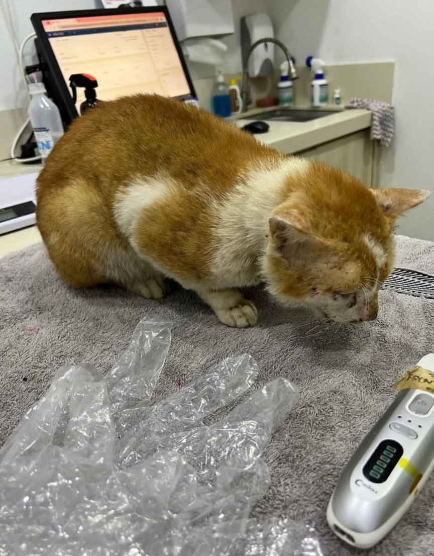 kujie's tweet photo. Kawan saya mencari sesiapa yang sudi menerima Teddy.

Jantan, manja, umur 3-4 tahun sudah dimandulkan &amp; mesra dengan kucing lain. 

Ditemui cedera di TTDI pada 11/4/25 dan  kini pulih sepenuhnya.

Minat? DM ya. https://t.co/Lbp6kq7ivX